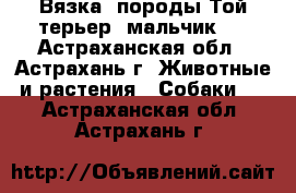 Вязка, породы Той терьер (мальчик)  - Астраханская обл., Астрахань г. Животные и растения » Собаки   . Астраханская обл.,Астрахань г.